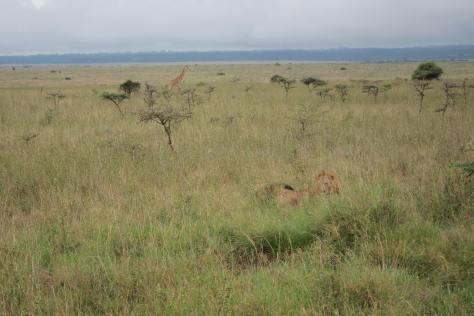 The pic isn't great, but that's a lion lower right and a curious giraffe upper left. We were about 20 feet from the lion.